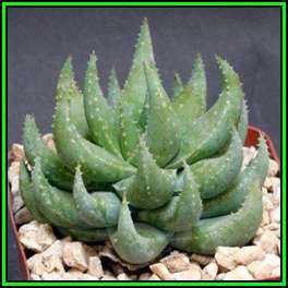 Aloe krapohliana Seeds - Karoo Aloe - Indigenous Succulent - Worldwide Shipping, NEW