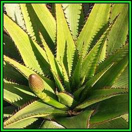 Aloe lineata var. muirii - 10 Seed Pack - Indigenous Succulent - Worldwide Shipping, NEW