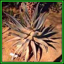 Aloe littoralis - Windhoek Aloe - 10 Seed Pack - Exotic Namibian Succulent - Worldwide Shipping, NEW