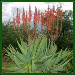 Aloe littoralis Seeds - Windhoek Aloe - Exotic Namibian Succulent - Worldwide Shipping, NEW