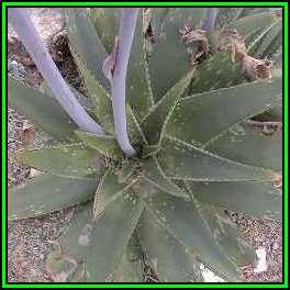 Aloe longibracteata Seeds - Indigenous Succulent + FREE Seeds with All Orders - NEW