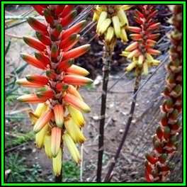Aloe lutescens Seeds - Malapati Aloe - Indigenous Succulent - Worldwide Shipping, NEW