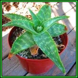 Aloe maculata Seeds - Soap Aloe - Indigenous Succulent - Worldwide Shipping, NEW