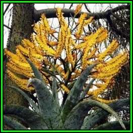 Aloe marlothii Seeds - Mountain Aloe - Indigenous Succulent - Worldwide Shipping, NEW