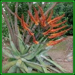 Aloe marlothii x Aloe globuligemma - 10 Seed Pack - Indigenous Succulent - Worldwide Shipping - NEW