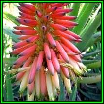 Aloe mutabilis - 10 Seed Pack - Indigenous Succulent - Worldwide Shipping, NEW