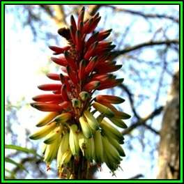 Aloe mutabilis Seeds - Indigenous Succulent - Worldwide Shipping, NEW