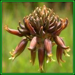 Aloe myriacantha - Grass Aloe - 5 Seed Pack - Indigenous Succulent - Worldwide Shipping, NEW