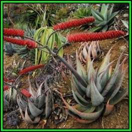 Aloe ortholopha Seeds - Dyke Aloe - Indigenous Succulent - Worldwide Shipping - NEW