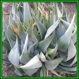 Aloe ortholopha - Dyke Aloe - 10 Seed Pack - Indigenous Succulent - Worldwide Shipping - NEW