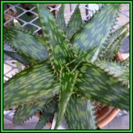 Aloe parvibracteata - 10 Seed Pack - Indigenous Succulent - Worldwide Shipping - NEW