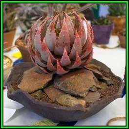Aloe peglerae Seeds - Beautiful Indigenous Succulent - Worldwide Shipping, NEW