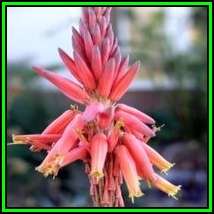 Aloe pretoriensis Seeds - Pretoria Aloe - Indigenous Succulent - Worldwide Shipping, NEW
