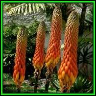Aloe reitzii Seeds - Reitz' Aloe - Indigenous Succulent - Worldwide Shipping, NEW