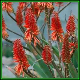 Aloe rupestris - Bottlebrush Aloe - 10 Seed Pack - Indigenous Succulent - Worldwide Shipping, NEW