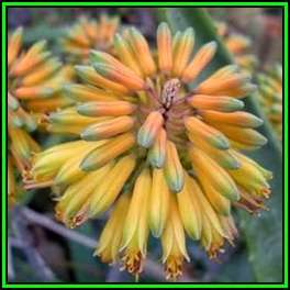 Aloe sinkatana Seeds - 5 Seed Pack - Exotic Succulent from Sudan - Worldwide Shipping, NEW