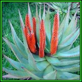 Aloe spectabilis Seeds - Natal Aloe - Indigenous Succulent - Worldwide Shipping, NEW