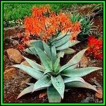 Aloe striata Seeds - Coral Aloe - Indigenous Succulent - Worldwide Shipping, NEW