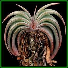 Aloe suprafoliata - Book Aloe - 10 Seed Pack - Indigenous Succulent - Worldwide Shipping, NEW