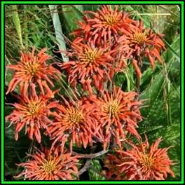Aloe swynnertonii - 10 Seed Pack - Vumba Aloe - Indigenous Succulent + GET FREE SEEDS - NEW