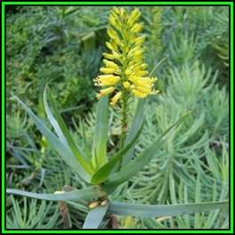 Aloe tenuoir - 5 Seed Pack - Indigenous Succulent + FREE SEEDS WITH ALL ORDERS - NEW