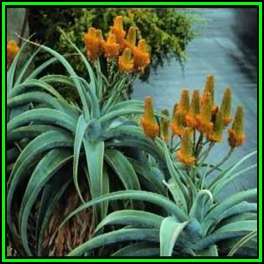 Aloe thraskii Seeds - Dune Aloe - Indigenous Succulent - Worldwide Shipping, NEW