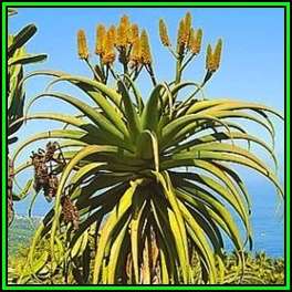 Aloe thraskii - Dune Aloe - 10 Seed Pack - Indigenous Succulent - Worldwide Shipping, NEW