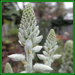 Aloe tomentosa - Hairy Green Aloe Seeds - Rare Exotic Succulent - Worldwide Shipping, NEW