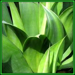 Aloe umfoloziensis - 5 Seed Pack - Indigenous South African Succulent - NEW
