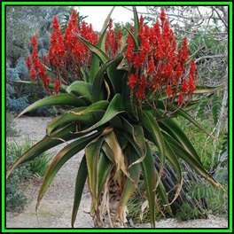 Aloe vaombe - Malagasy Tree Aloe - 10 Seed Pack - Exotic Succulent - Worldwide Shipping, NEW