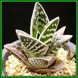 Aloe variegata - Tiger Aloe - 5 Seed Pack - Indigenous Succulent - NEW