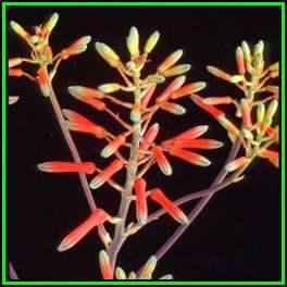 Aloe vogtsii - Vogts's Aloe - 10 Seed Pack - Indigenous Succulent - Worldwide Shipping, NEW