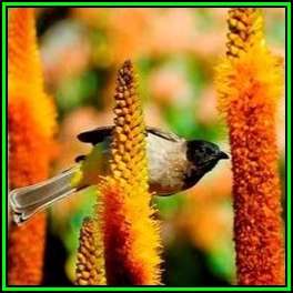 Aloe vryheidensis Seeds - Wolkberg Aloe - Indigenous Succulent - Worldwide Shipping, NEW