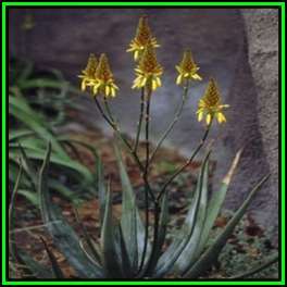 Aloe wickensii Seeds - Geelaalwyn - Indigenous Succulent - Worldwide Shipping, NEW