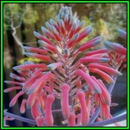 Aloe zebrina - Zebra Leaf Aloe - 10 Seed Pack - Indigenous Succulent - Worldwide Shipping, NEW