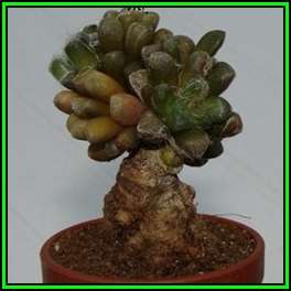 Anacampseros arachnoides - 10 Seed Pack Indigenous Succulent - Worldwide Shipping