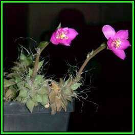 Anacampseros arachnoides Seeds - Indigenous Succulent - Worldwide Shipping