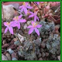 Anacampseros filamentosa - 10 Seed Pack Indigenous Succulent - Worldwide Shipping
