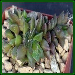 Anacampseros karasmontana Seeds - Indigenous Succulent - Worldwide Shipping