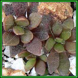 Anacampseros lanceolata - 10 Seed Pack Indigenous Succulent - Worldwide Shipping, NEW