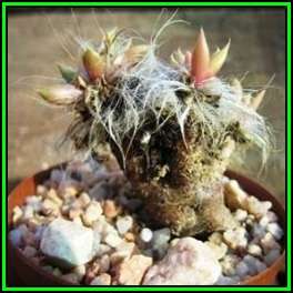 Anacampseros lanceolata Seeds - Indigenous Succulent - Worldwide Shipping, NEW