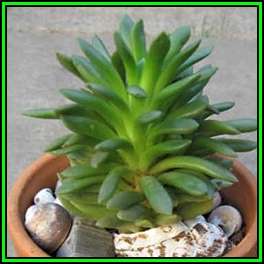Anacampseros marlothii - 10 Seed Pack - Rare Indigenous Succulent - Worldwide Shipping, NEW