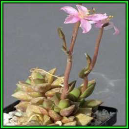 Anacampseros retusa Seeds - Indigenous Succulent - Worldwide Shipping