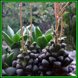 Anacampseros subnuda - 5 Seed Pack Indigenous Succulent - Worldwide Shipping