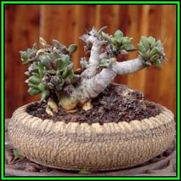 Anacampseros telephiastrum Seeds - Indigenous Succulent - Worldwide Shipping, NEW