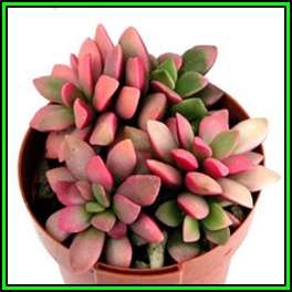 Anacampseros telephiastrum - 10 Seed Pack Indigenous Succulent - Worldwide Shipping, NEW