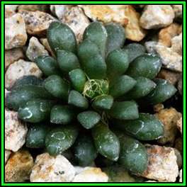 Anacampseros vanthielii - 10 Seed Pack Indigenous Succulent - Worldwide Shipping, NEW