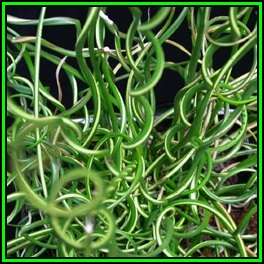 Corkscrew Rush - Juncus effusus Spiralis - 10 Seed Pack - Indoor Perennial Curiosity Grass - New