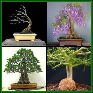 Bonsai Variety Pack 1 - 40 Seed Pack - 4 Species + Free Bonsai eBook & Germination Guides - NEW