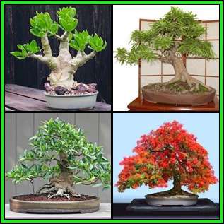 Bonsai Variety Pack 2 - 60 Seed Pack - 4 Species + Free Bonsai eBook & Germination Guides - NEW
